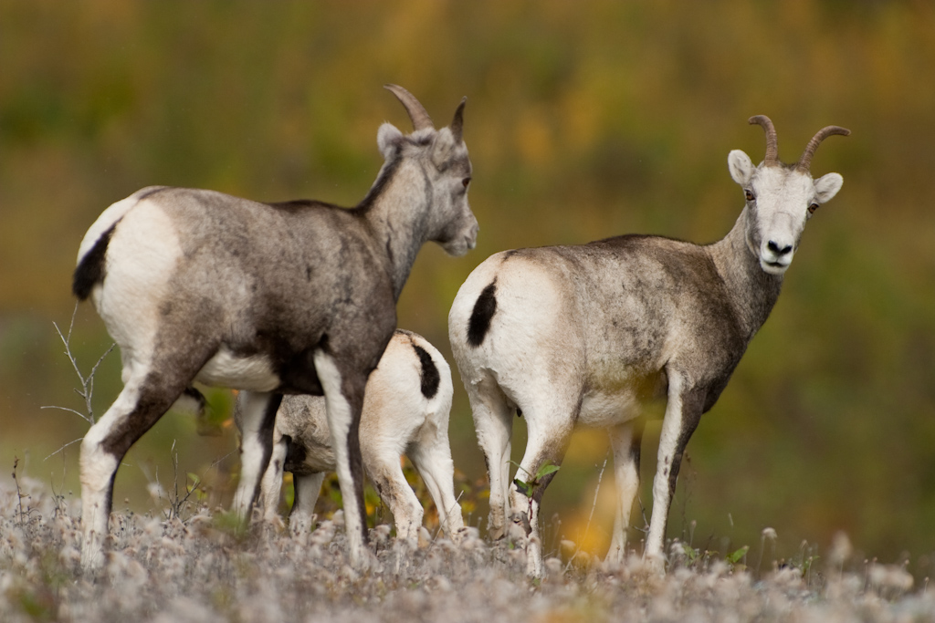 Chamois, Animals Wiki