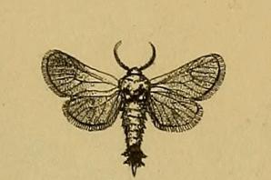 <i>Stygioides</i> Genus of moths