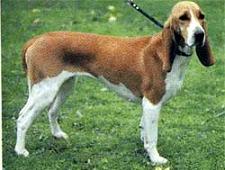Schweizer Laufhund - Dog Scanner