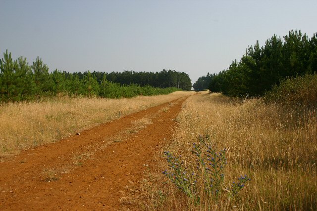 The King's Forest, Warren Covert - geograph.org.uk - 206043