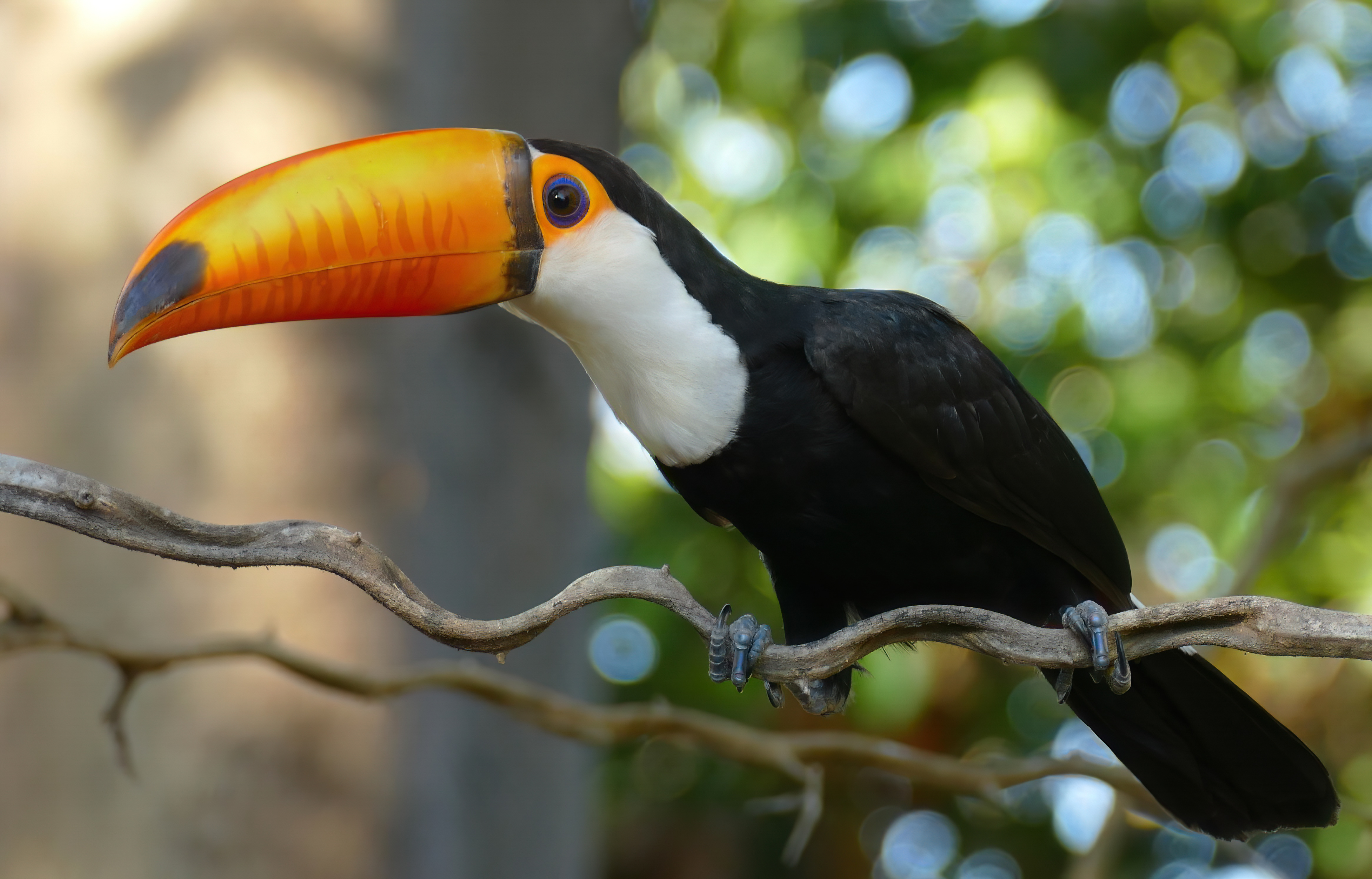 Toco toucan Wikipedia