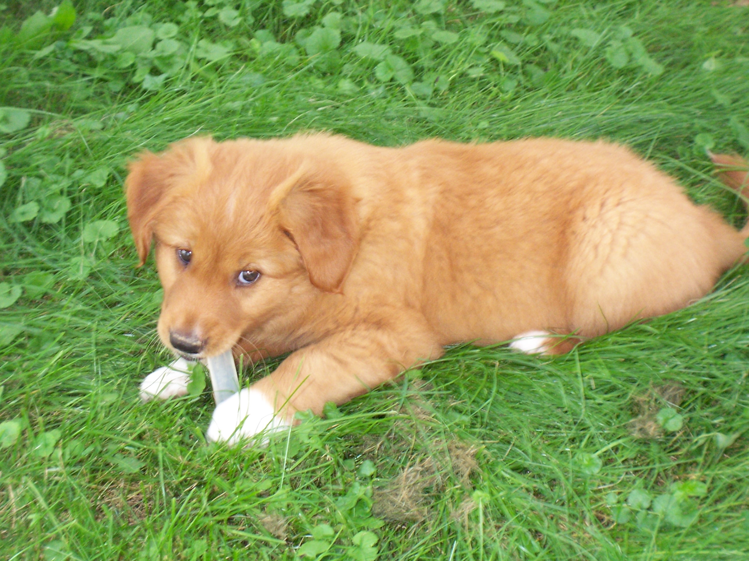 Nova Scotia Duck Tolling Retriever щенок