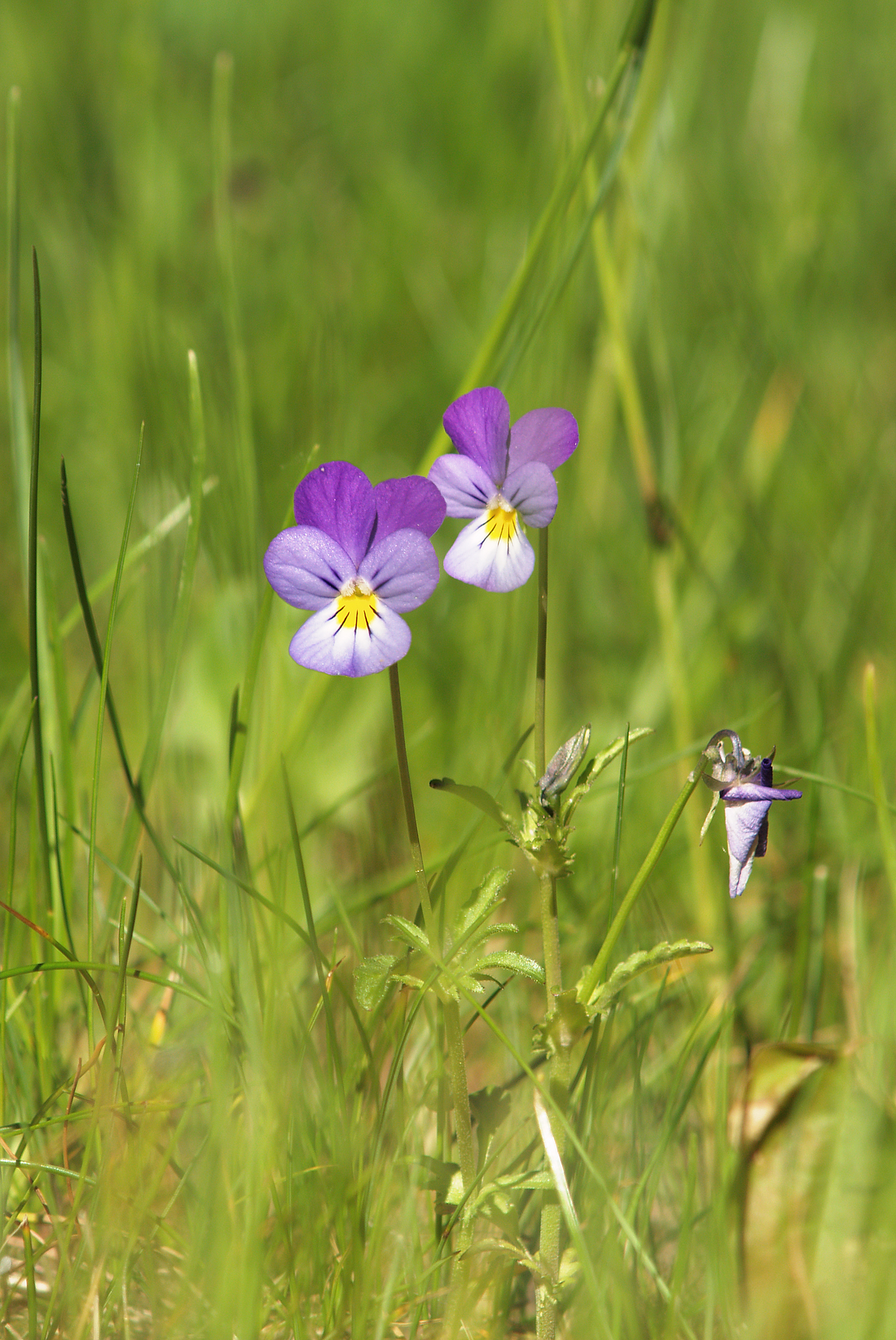 Название полевых цветов с фото. Viola Tricolor. Анютины глазки цветы Лесные. Анютины глазки полевые. Фиалка трёхцветная.