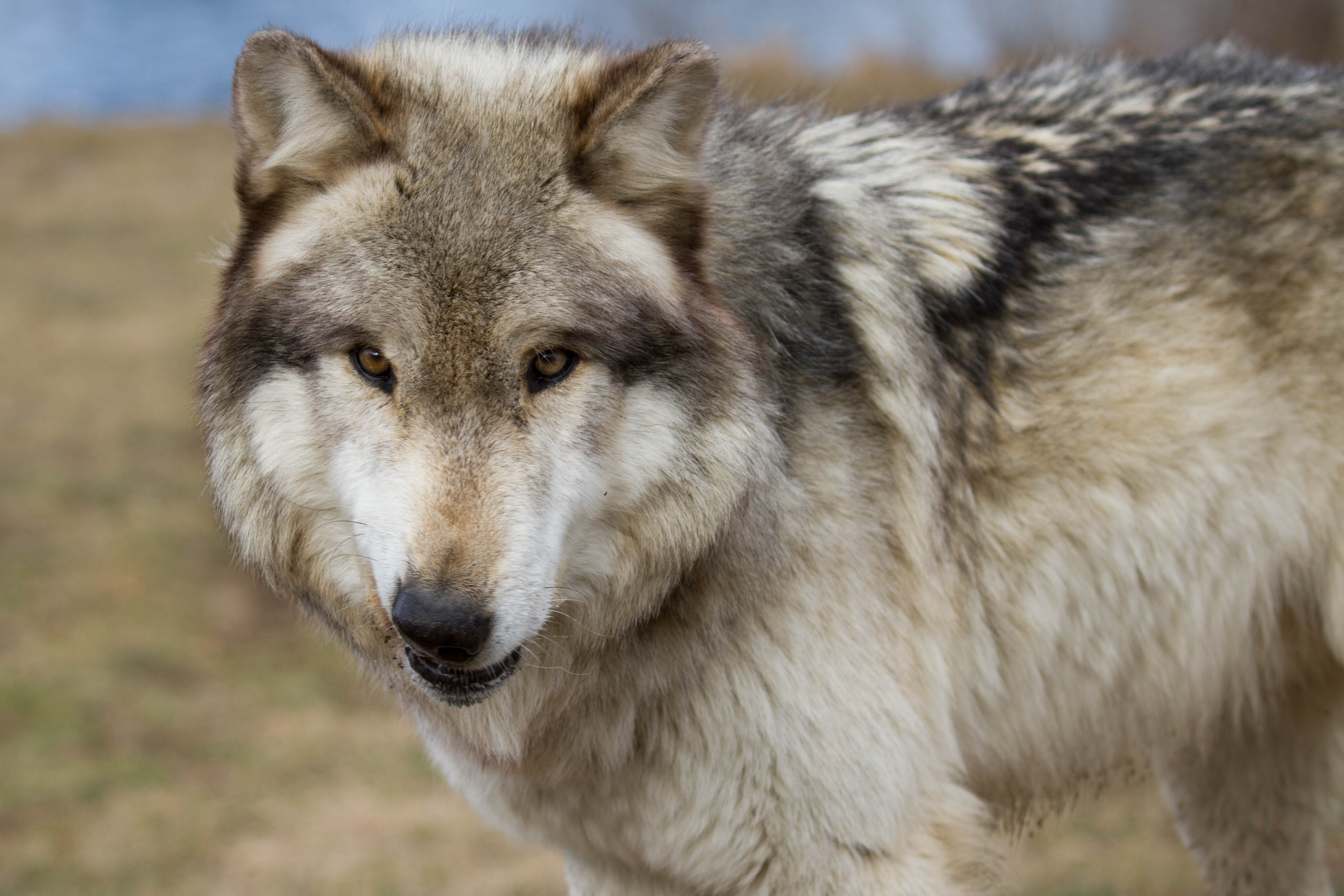 Wolf names