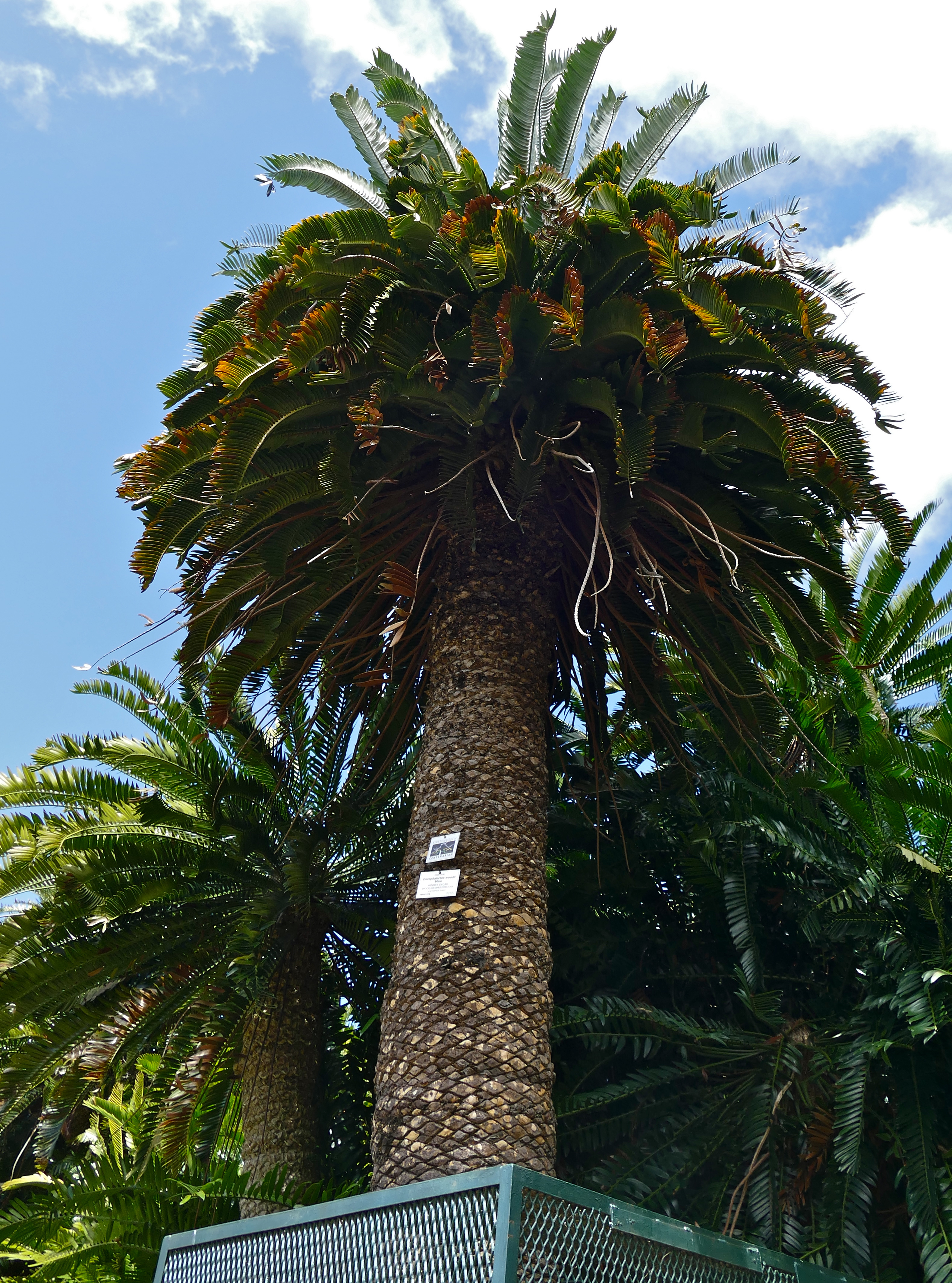 File:Caobo - Cedro caoba (Swietenia macrophylla) (14557718478).jpg -  Wikimedia Commons