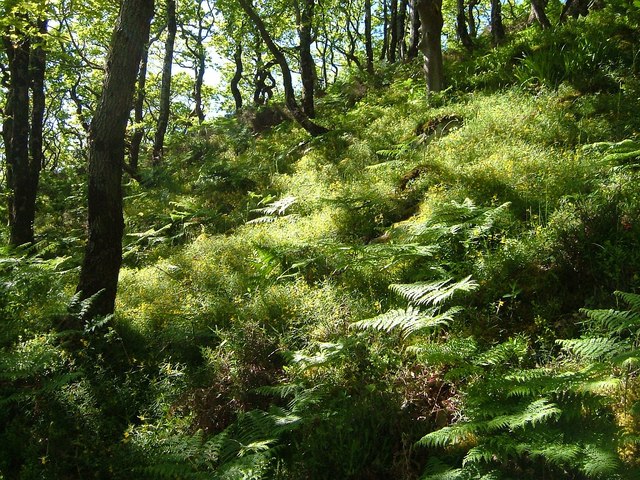 File:Woodland, Horner's Neck - geograph.org.uk - 1307061.jpg