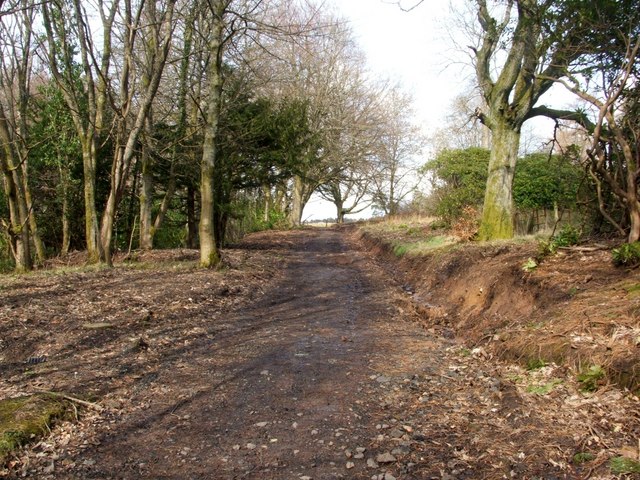 File:Woodland path near Overtoun House - geograph.org.uk - 1213573.jpg