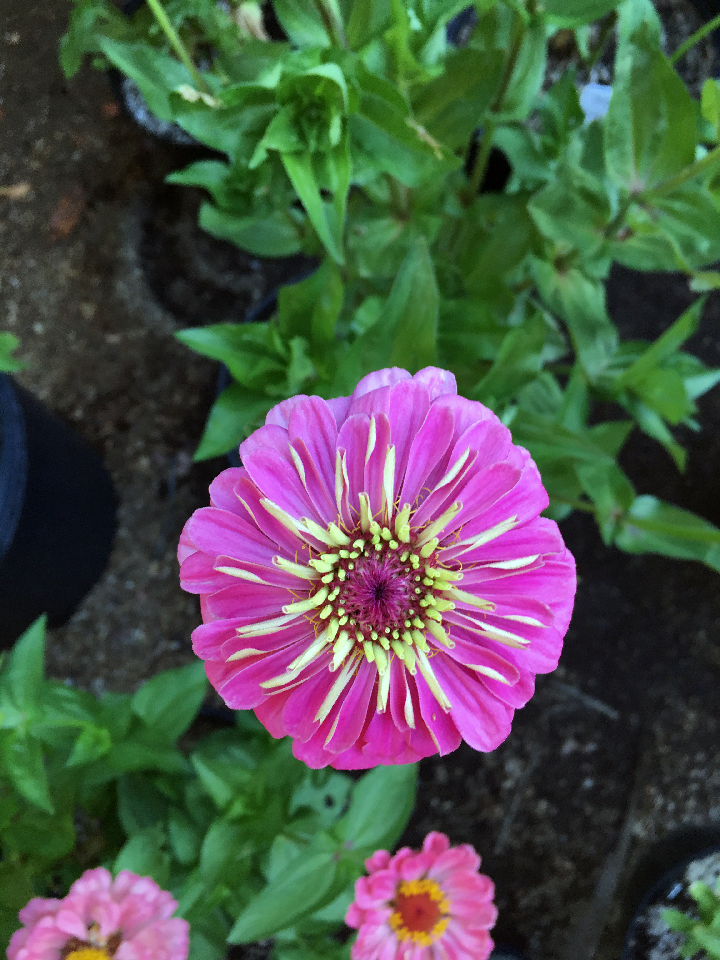 Циния scabiosaeflora