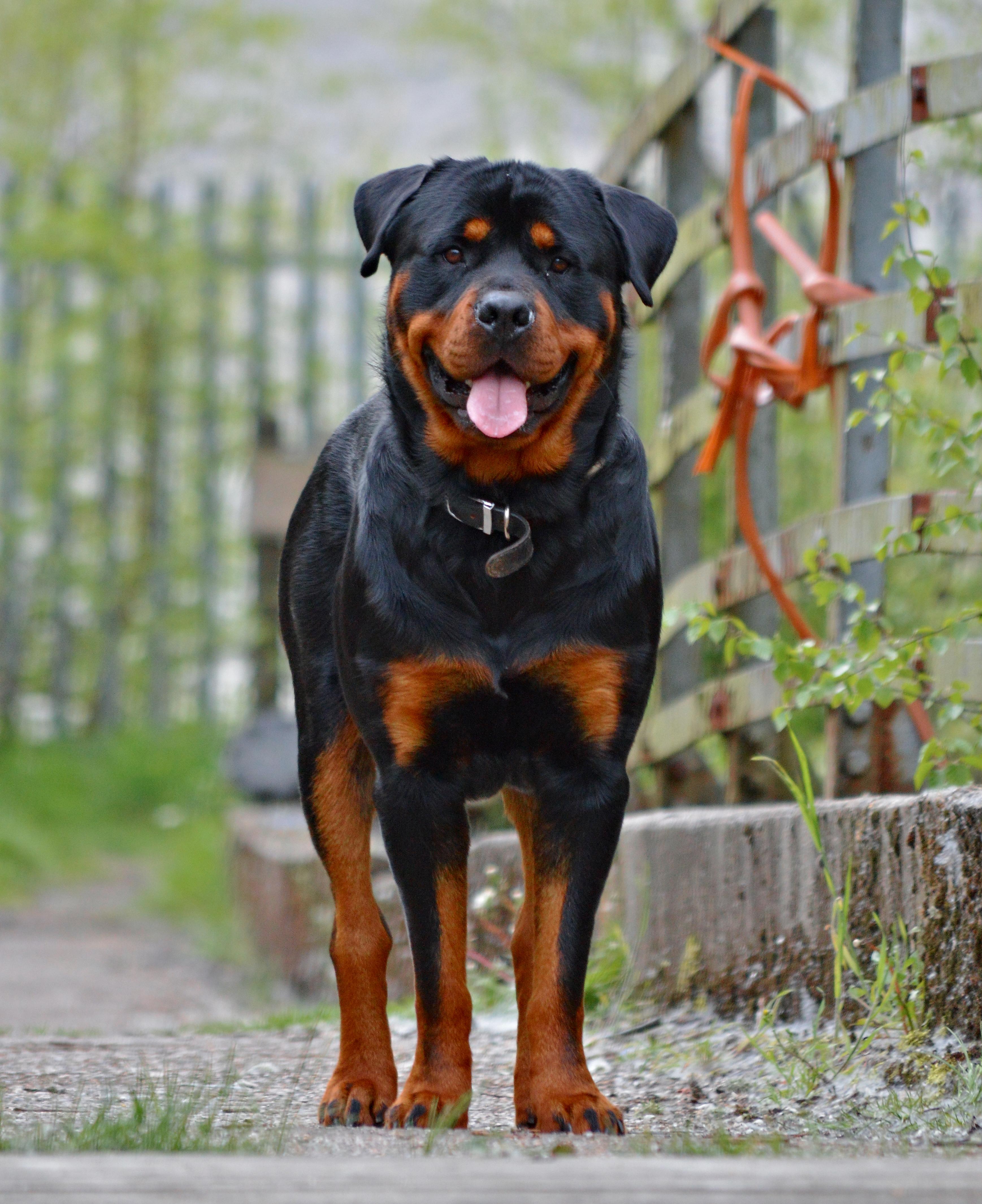 Rottweiler là một giống chó mạnh mẽ, thông minh và trung thành. Hãy xem hình ảnh về giống chó này và cảm nhận sức mạnh của chúng. Chúng có lịch sử làm việc cực kỳ tốt trong việc tìm kiếm, bảo vệ và giữ gìn đàn gia súc, và sẽ là người bạn đồng hành tuyệt vời của bạn trong suốt cuộc đời.