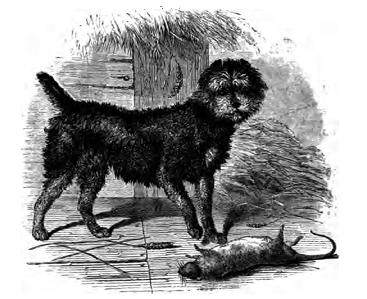 A Scotch Terrier, published in 1859