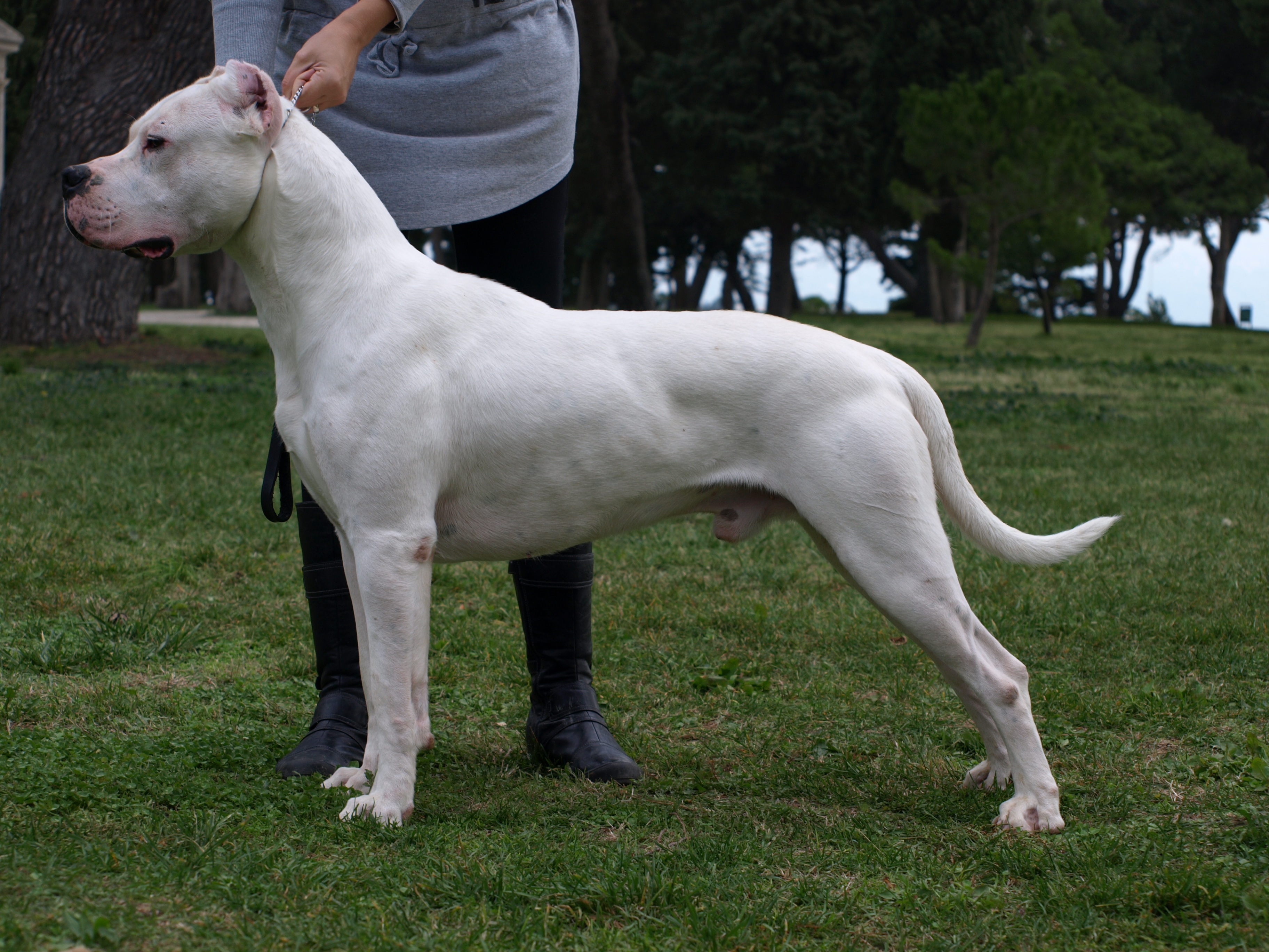 Dogo Argentino - Wikipedia