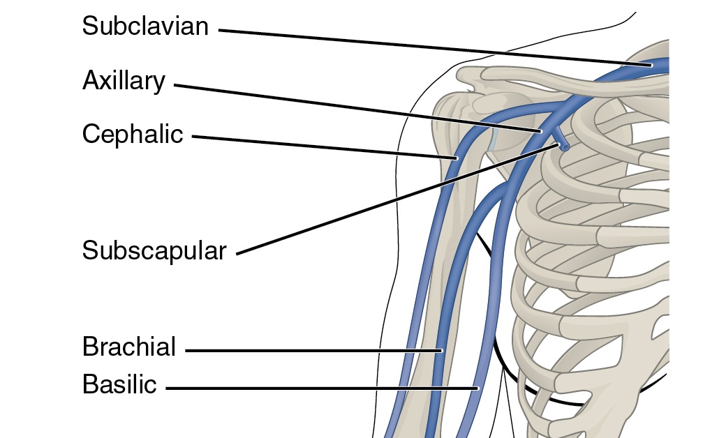 subclavian vein axillary vein