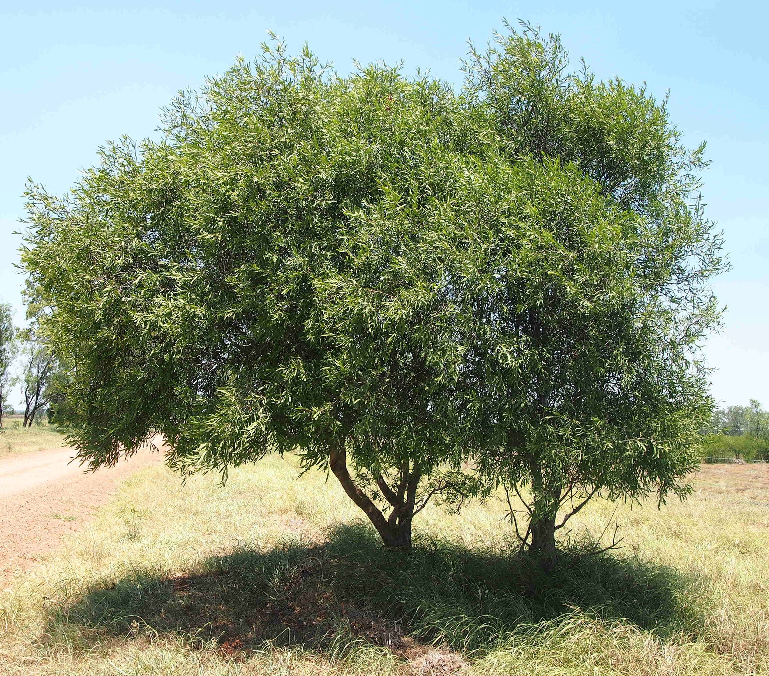 acacia salicina - wikipedia