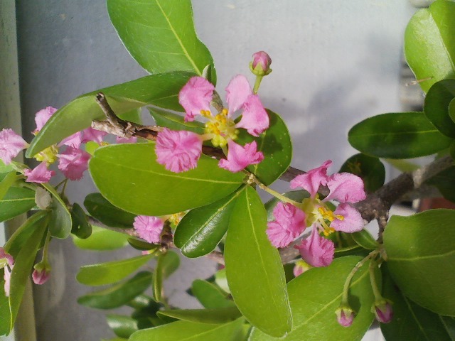 File:Acerola blossom 2010-08-11.JPG