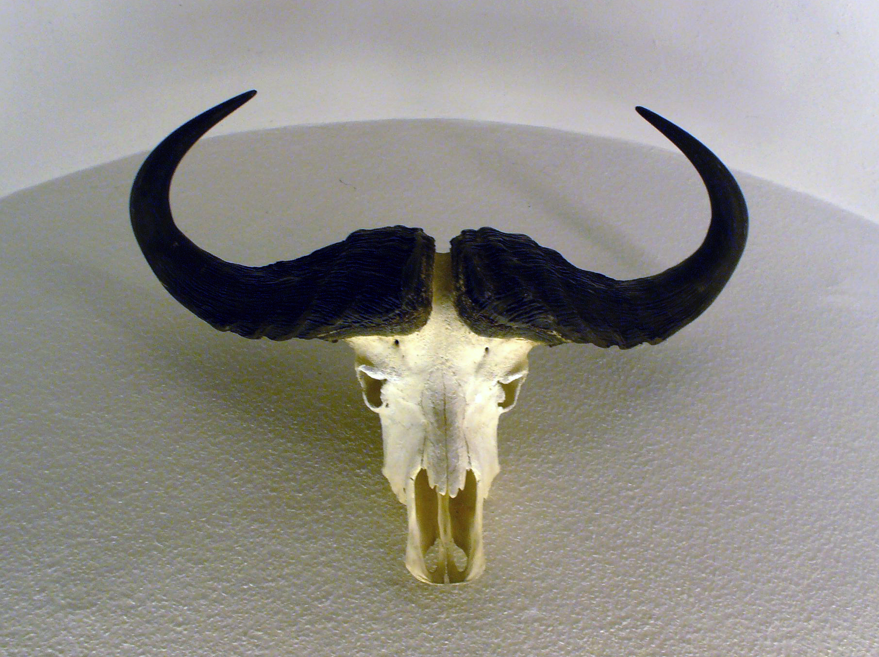 Vandre Auto Peep File:African Buffalo Horns.jpg - Wikimedia Commons