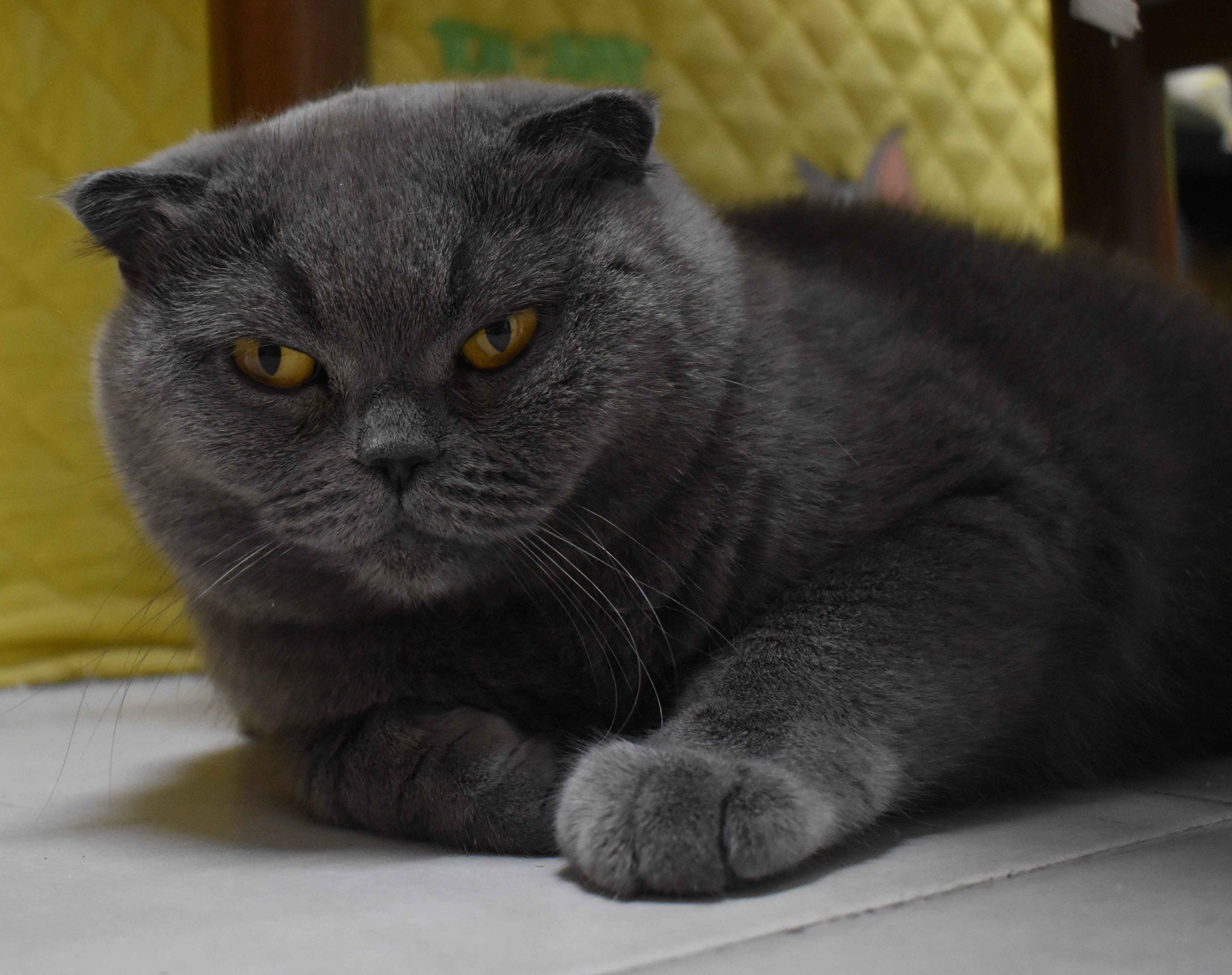 Gatto Scottish Fold medio