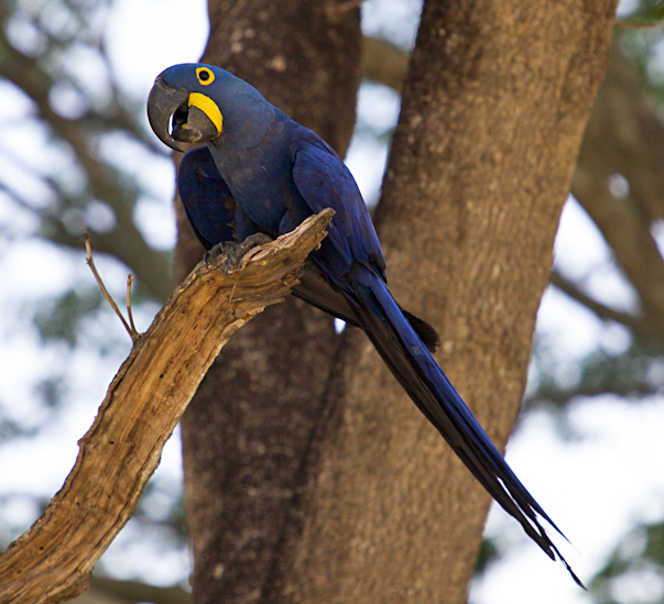 File:Anodorhynchus hyacinthinus -Mato Grosso -Brazil-8b.jpg