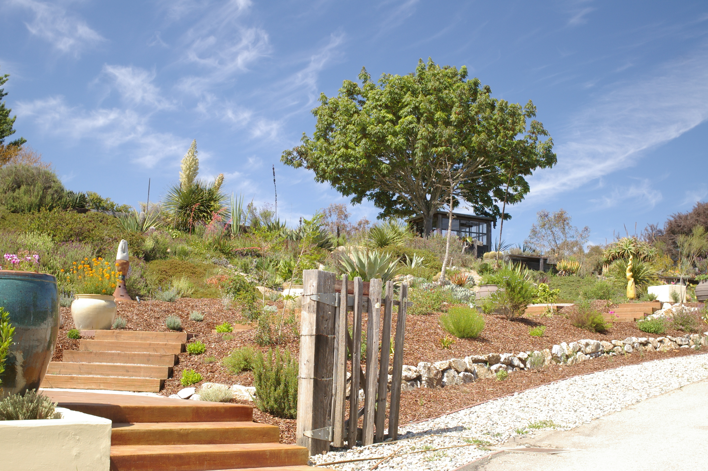 Photo of University of California Santa Cruz Arboretum