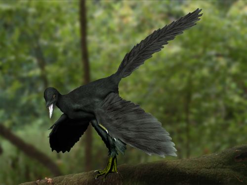 File:Archaeopteryx NT.jpg