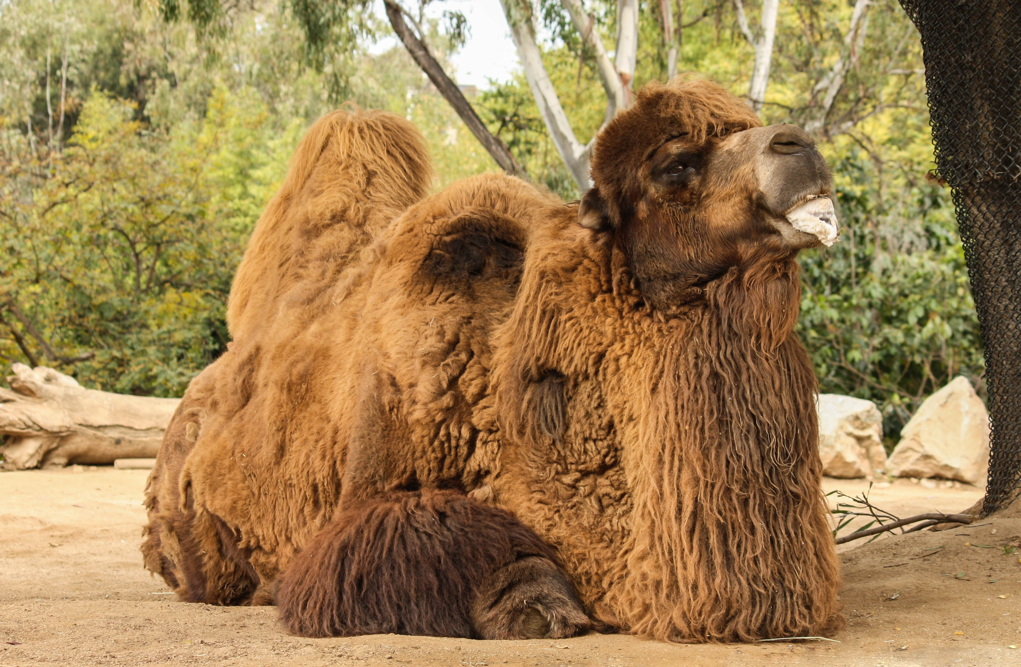 What Is Another Name For Bactrian Camel