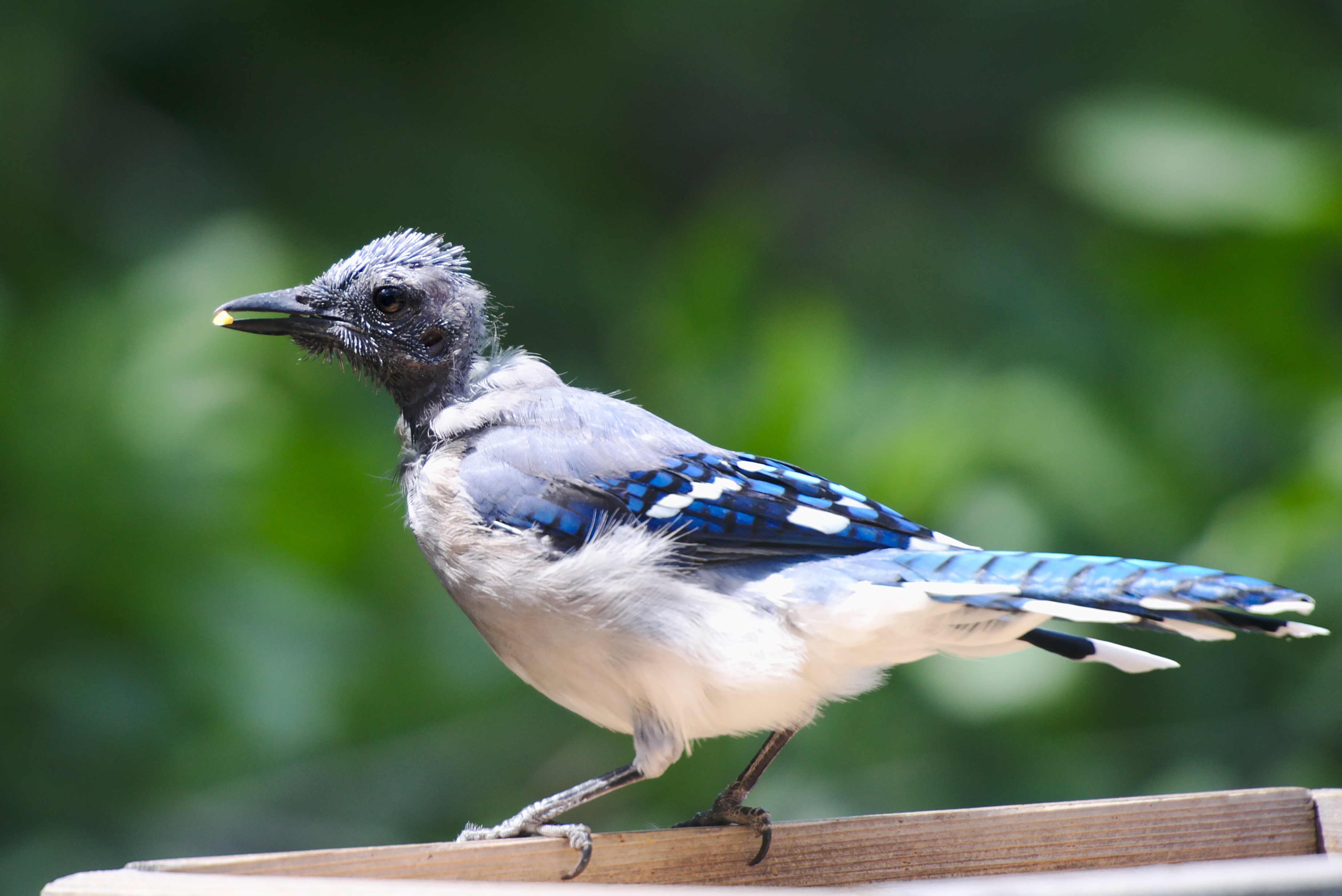 Bald blue jays may start showing up at your feeder