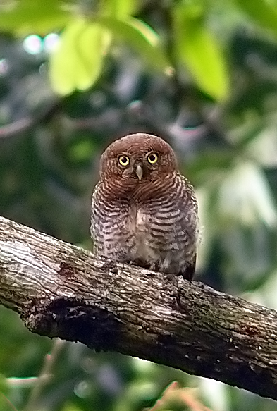 File:Barred Jungle Owlet-1 (cropped).jpg