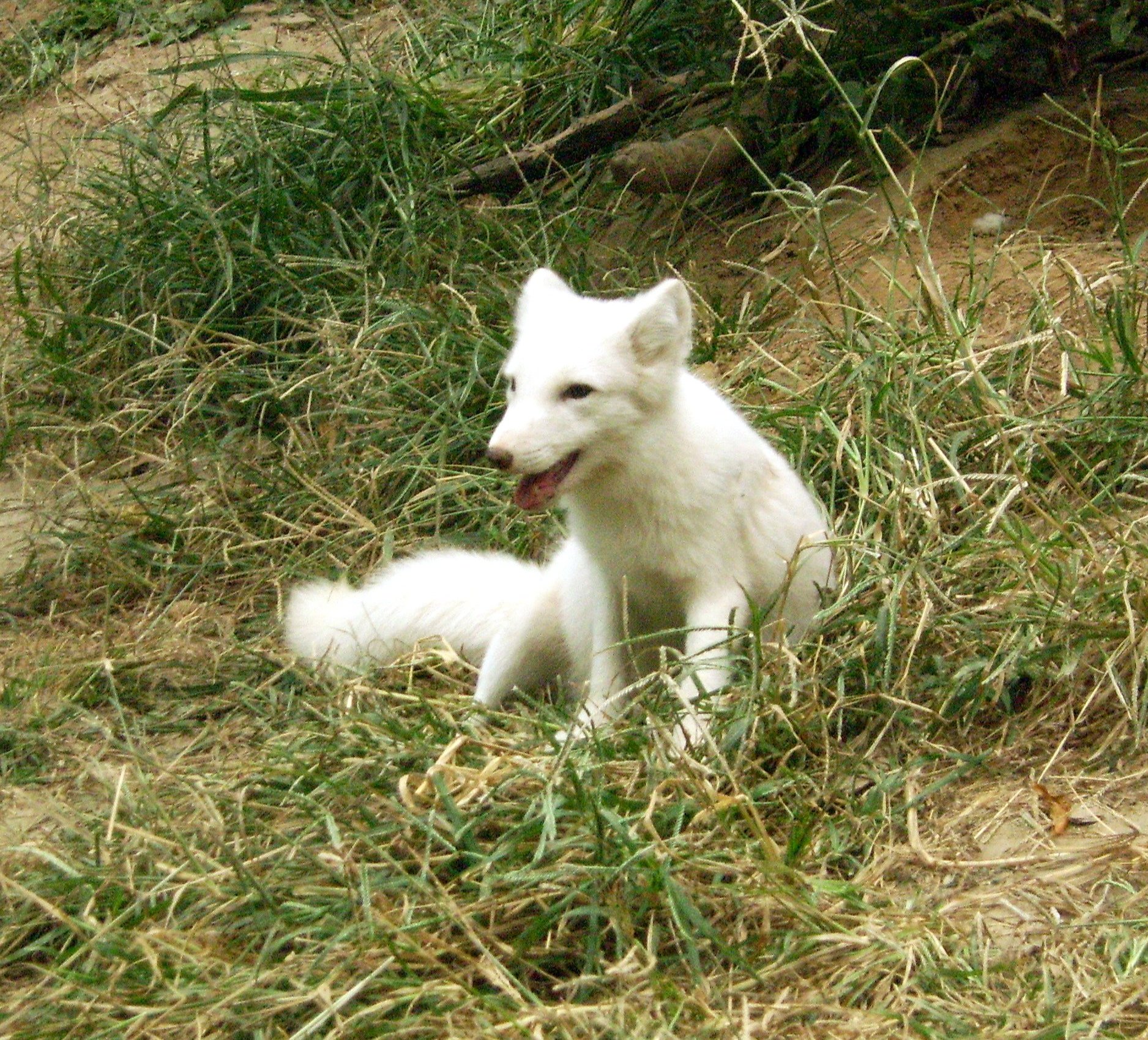 White fox фото