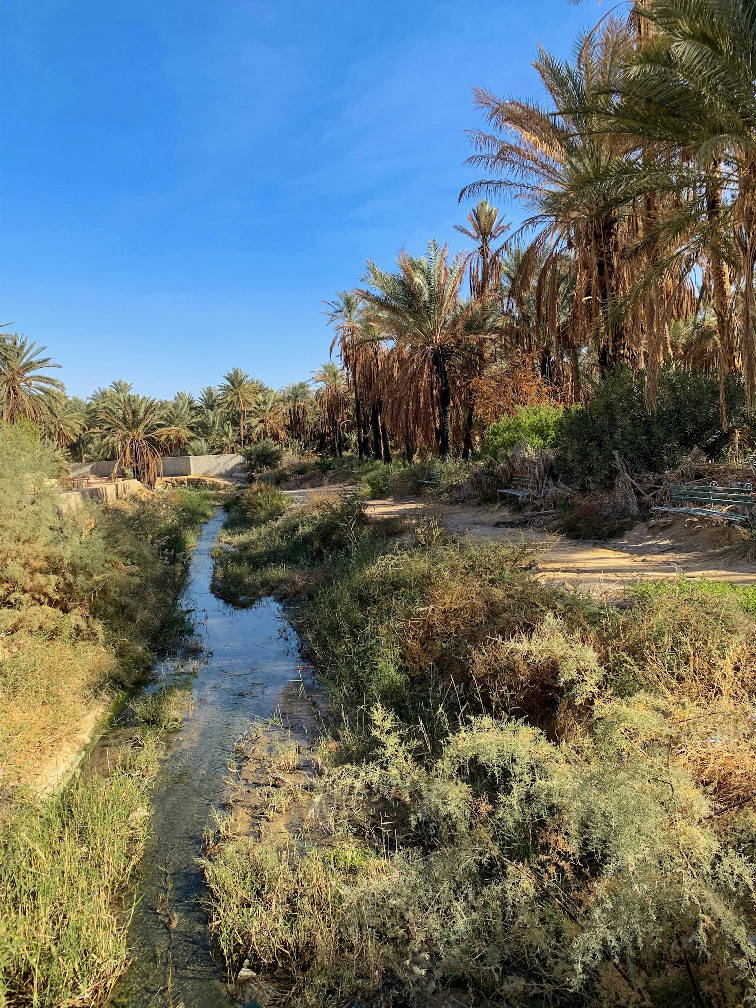 The Oasis and Its History