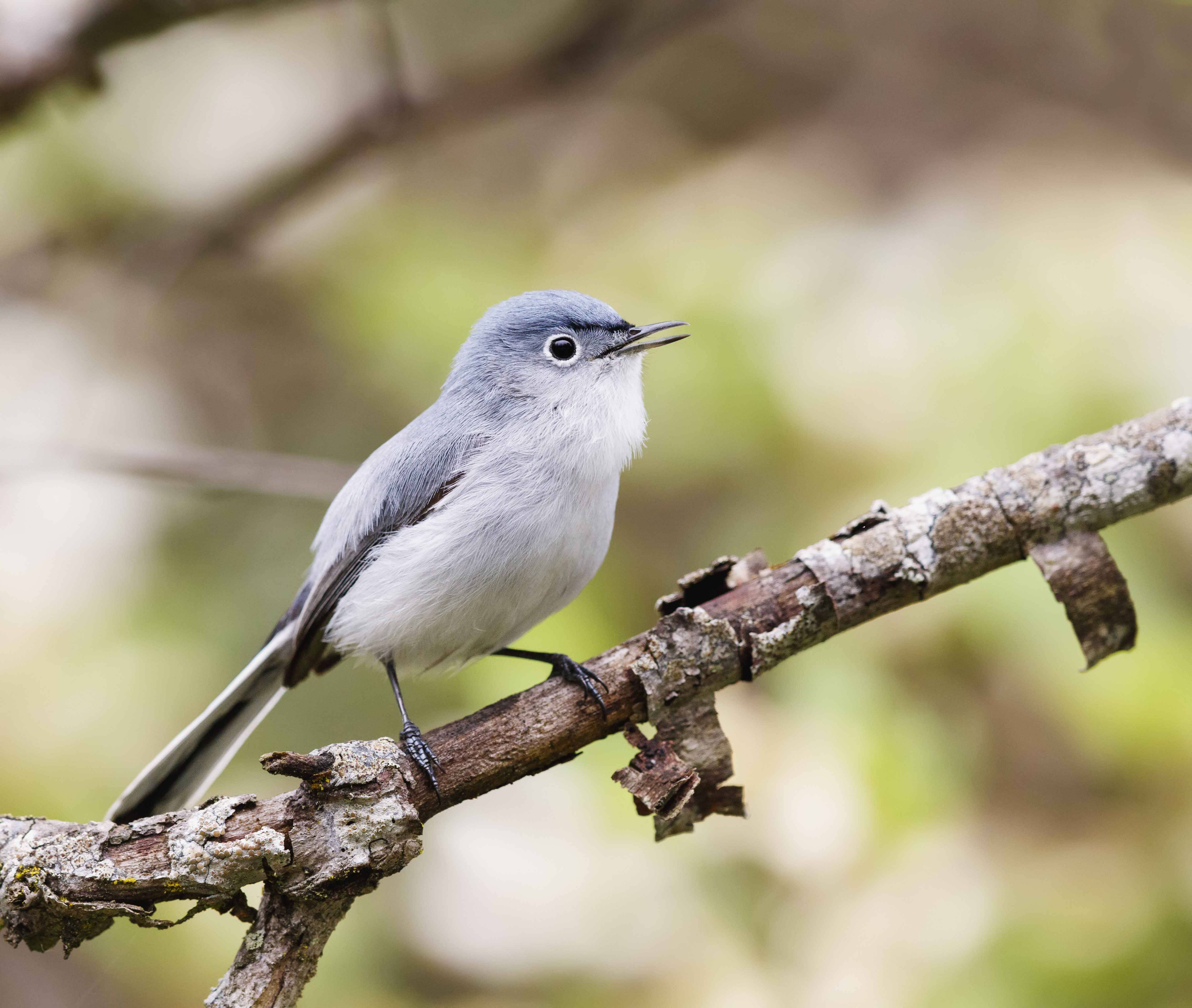 Gnatcatcher - Wikipedia