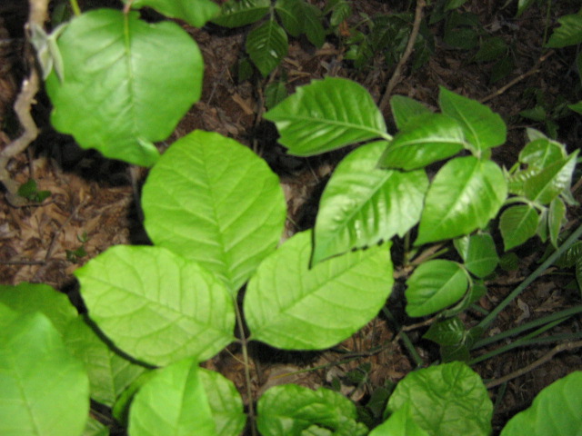 File:Boxelder poisonivy.jpg