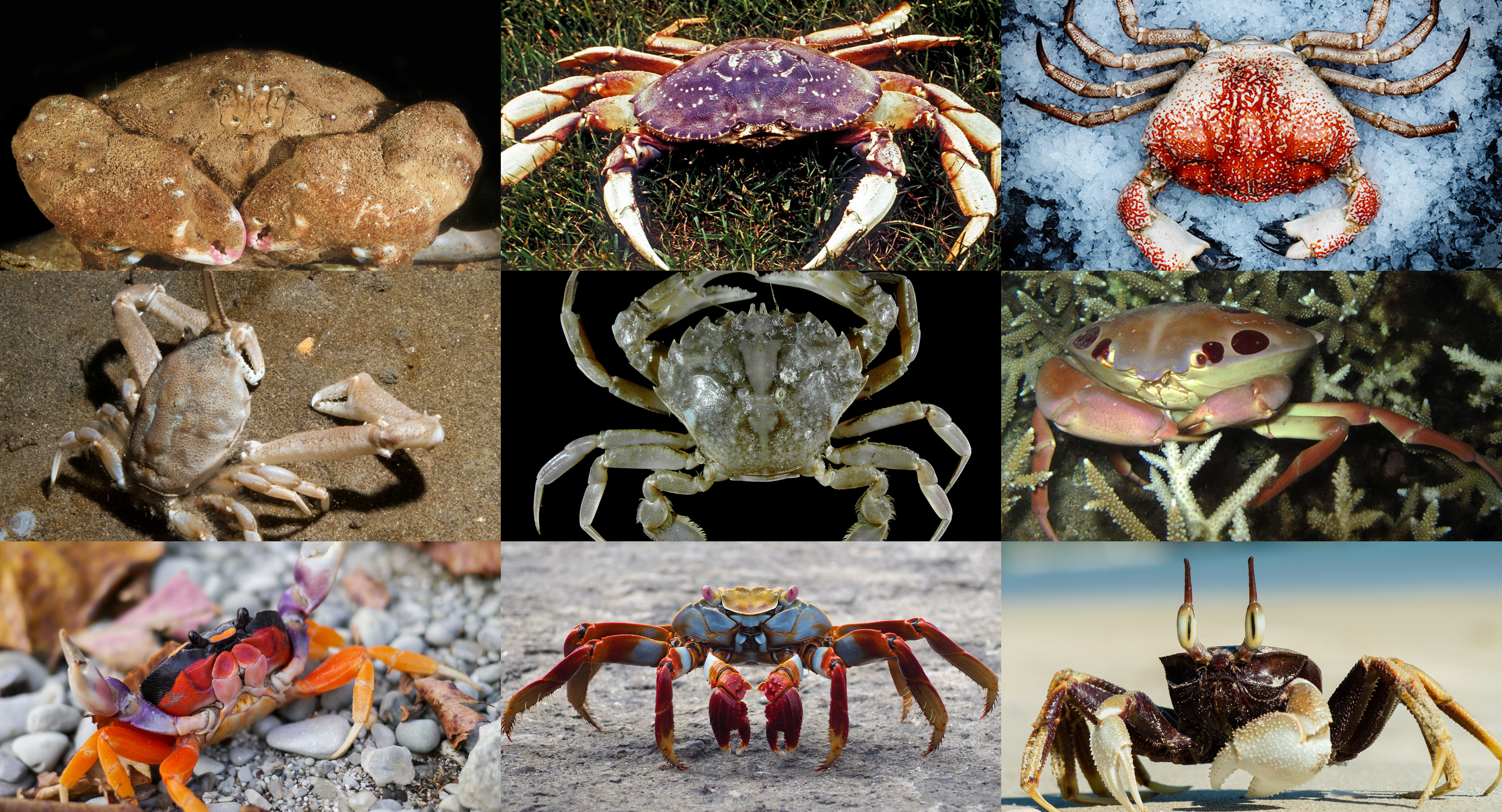 Crab - Wikipedia