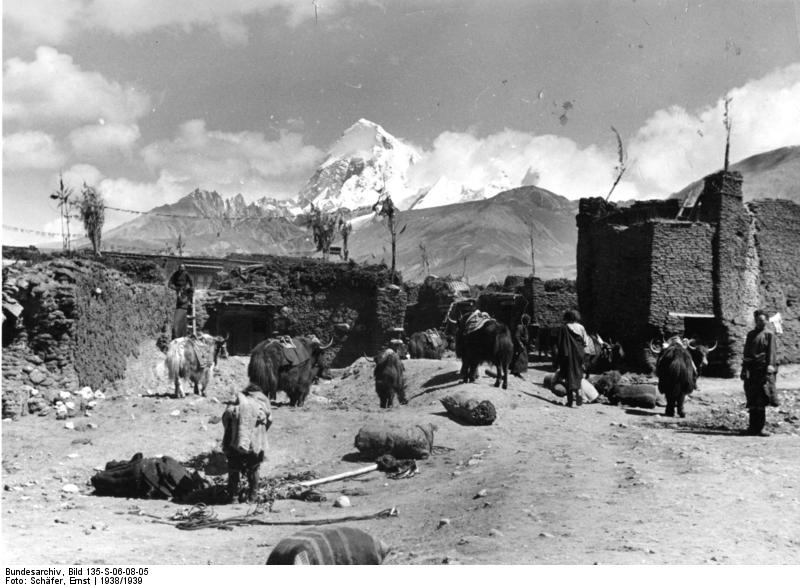 File:Bundesarchiv Bild 135-S-06-08-05, Tibetexpedition, Phari, Jaks.jpg