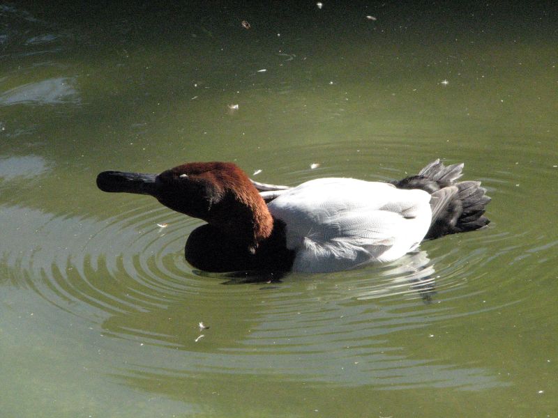 File:Canvasback (2058067988).jpg