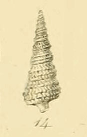 <i>Cerithiella metula</i> species of mollusc