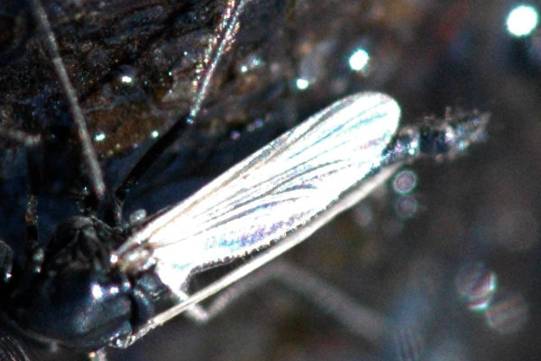 File:Chaoborus.crystallinus.wing.detail.jpg