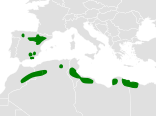 Chersophilus duponti distribution map.png