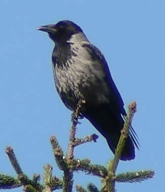 File:Corvus cornix (Scops).jpg