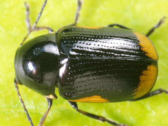 File:Cryptocephalus moraei2.jpg