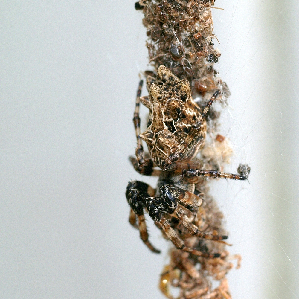 Zombie spider builds a stronger web for the parasitic wasp that's sucking  its blood 