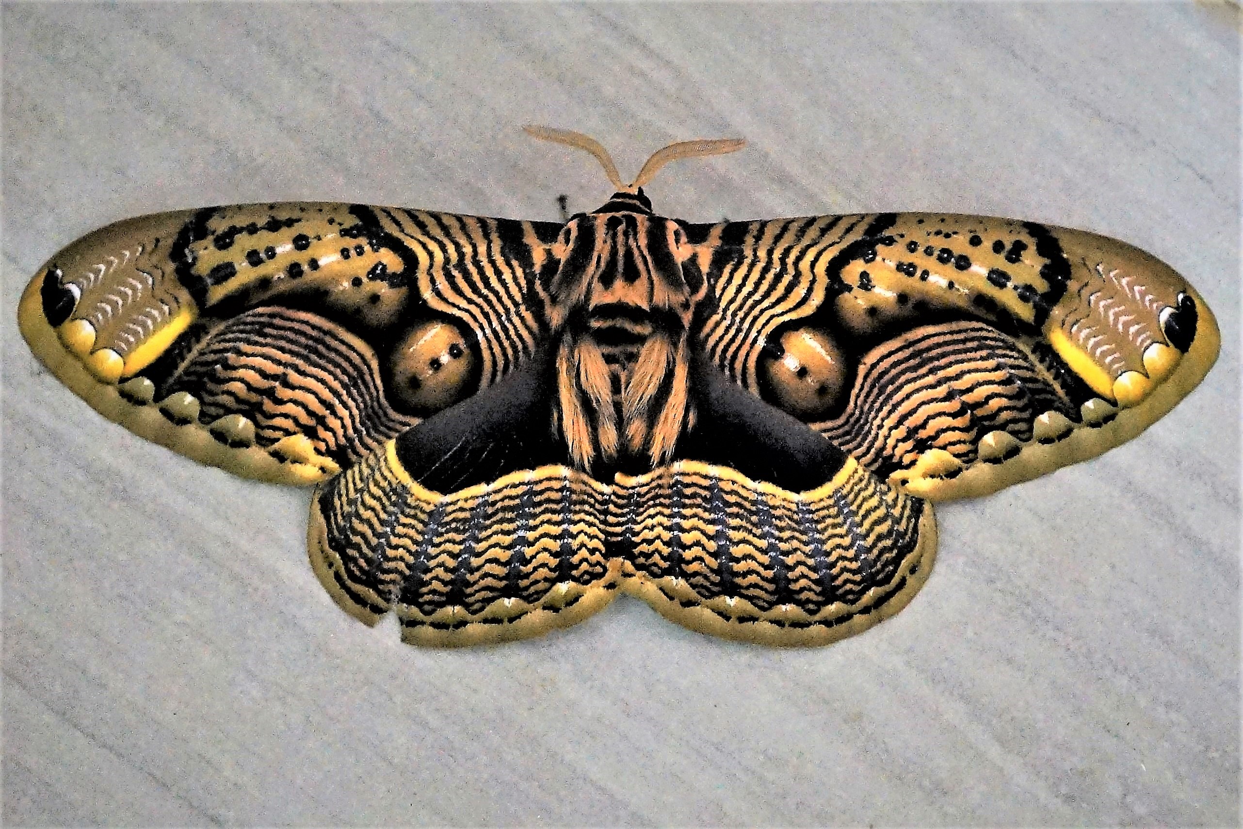 Butterfly Back Bra | Night Owls