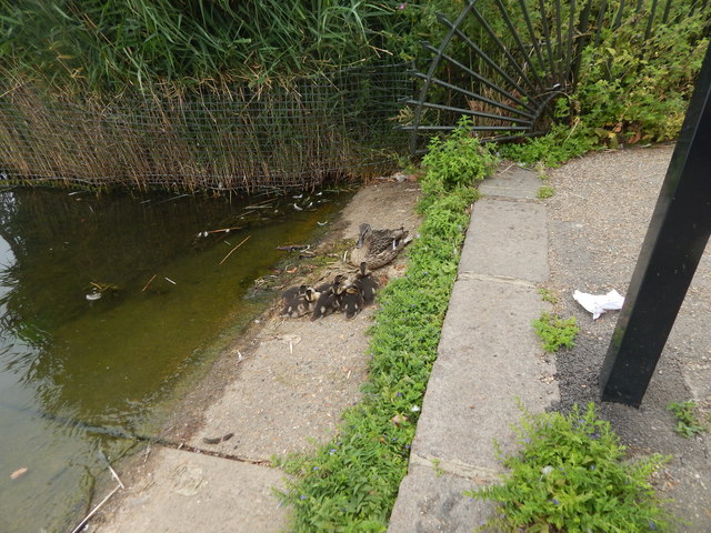 File:Ducklings next to The Serpentine - geograph.org.uk - 5860055.jpg