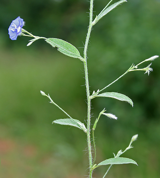 File:Dwarf Morning-glory (Evolvulus alsinoides) in Hyderabad, AP W IMG 9508.jpg