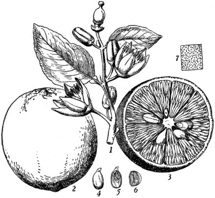 File:EB1911 - Lemon - Fig. 2.—Lime—Citrus medica, var. acida.jpg