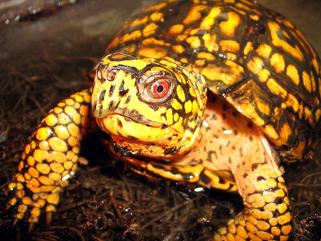 File:Eastern box turtle mirror image.jpg