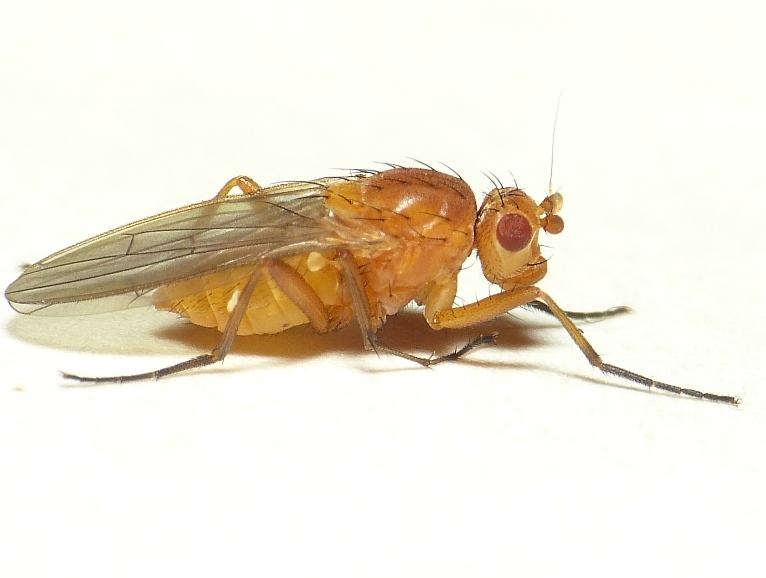 File:Eccoptomera longiseta.jpg