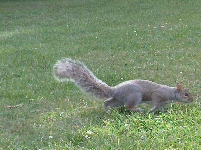 File:Em - Sciurus carolinensis - 9.jpg