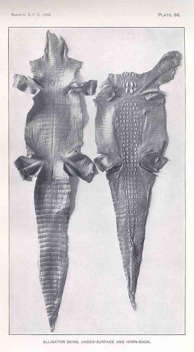 Alligator leather - Wikipedia