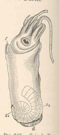 File:FMIB 48754 Spirula peronii Lam.jpeg