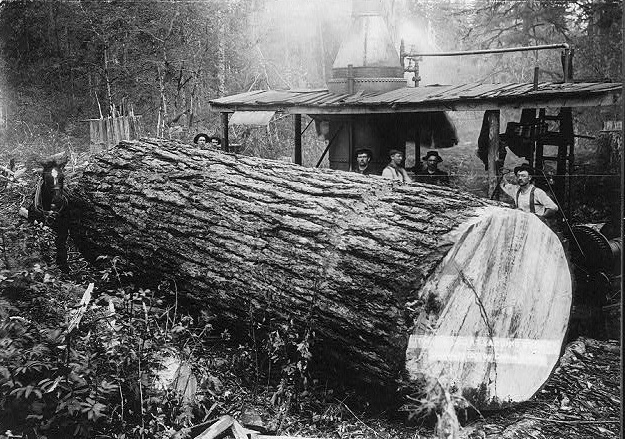 File:Fir log at yarding donkey 1901.jpg