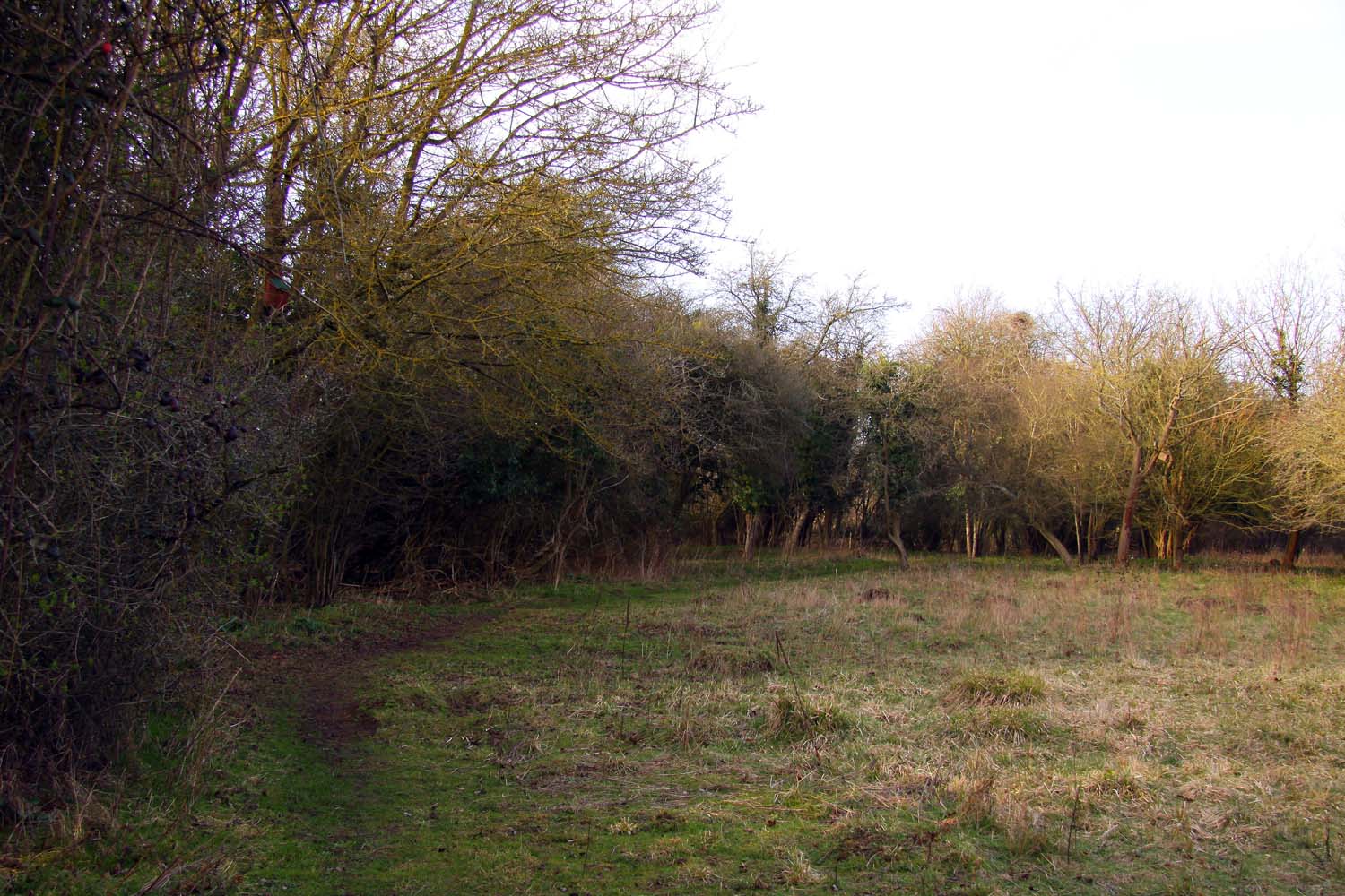 Lashford Lane Fen